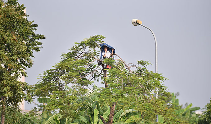 Đặc biệt hơn như CĐV này thì trèo lên tận ngọn cây để tận mắt chứng kiến các cầu thủ thi đấu